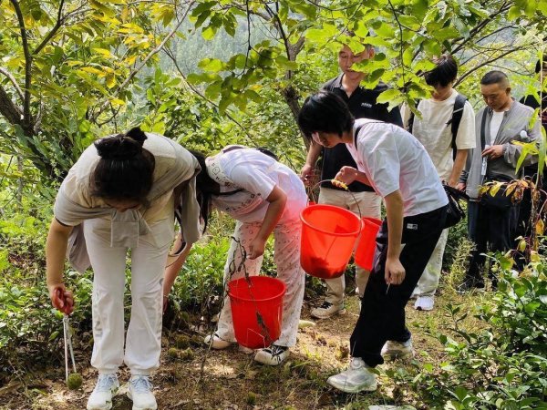 万德策略 天蒙景区推出金秋板栗节，游客“获得感满满”